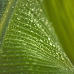 Feuille Palmier