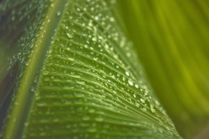 Feuille Palmier